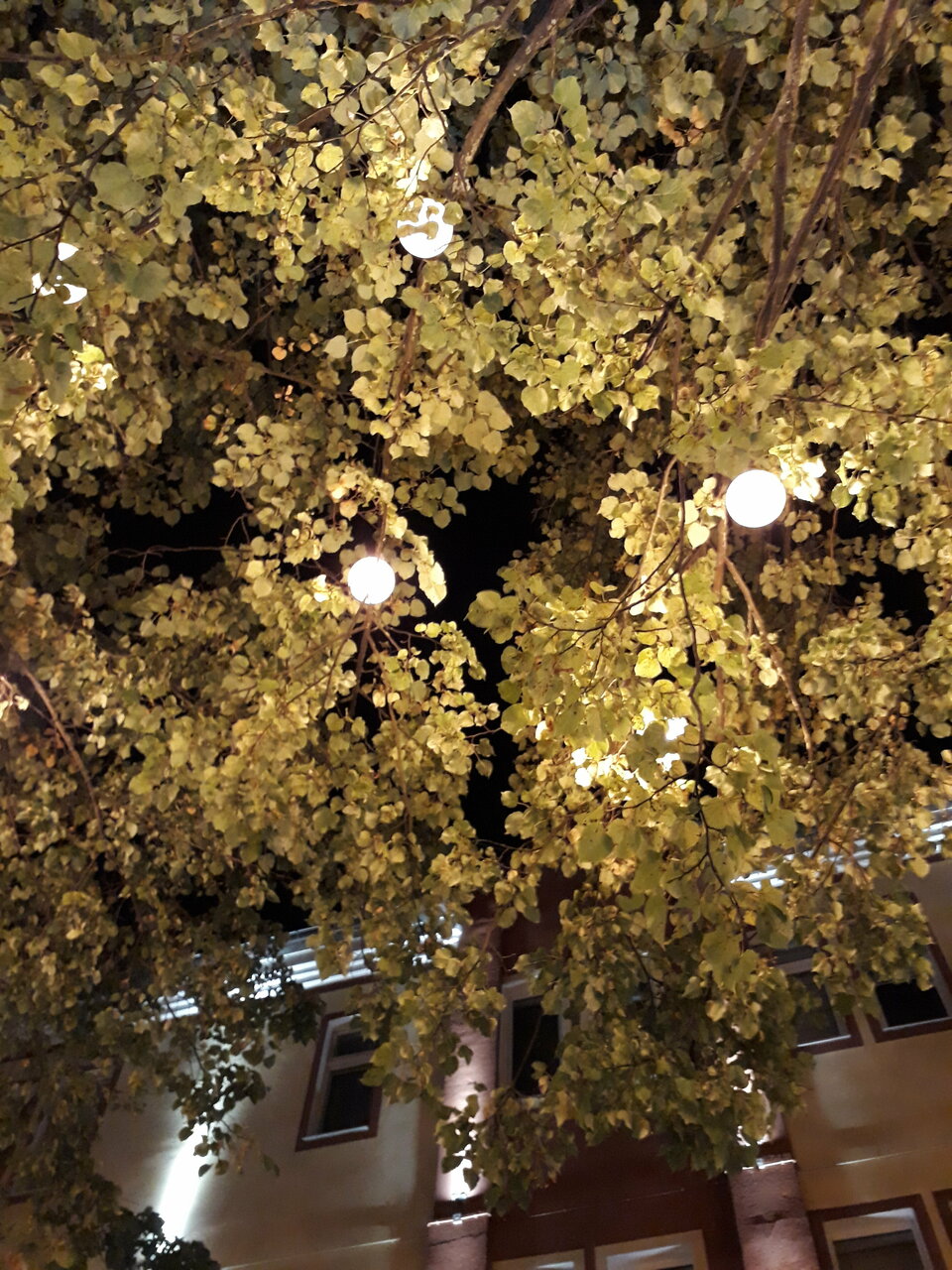 Гостевой дом Кошкин дом Зеленоградск-200