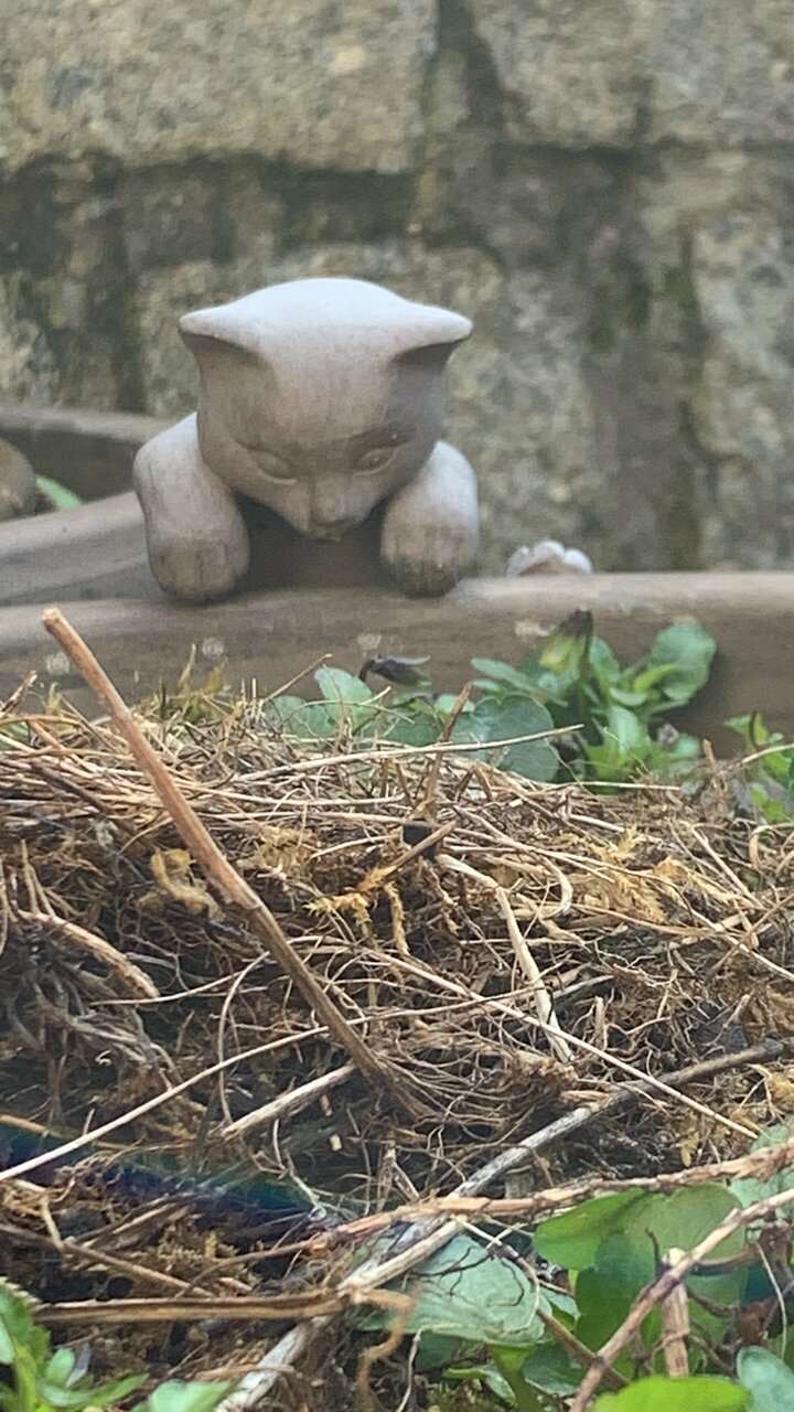 Гостевой дом Кошкин дом Зеленоградск-92