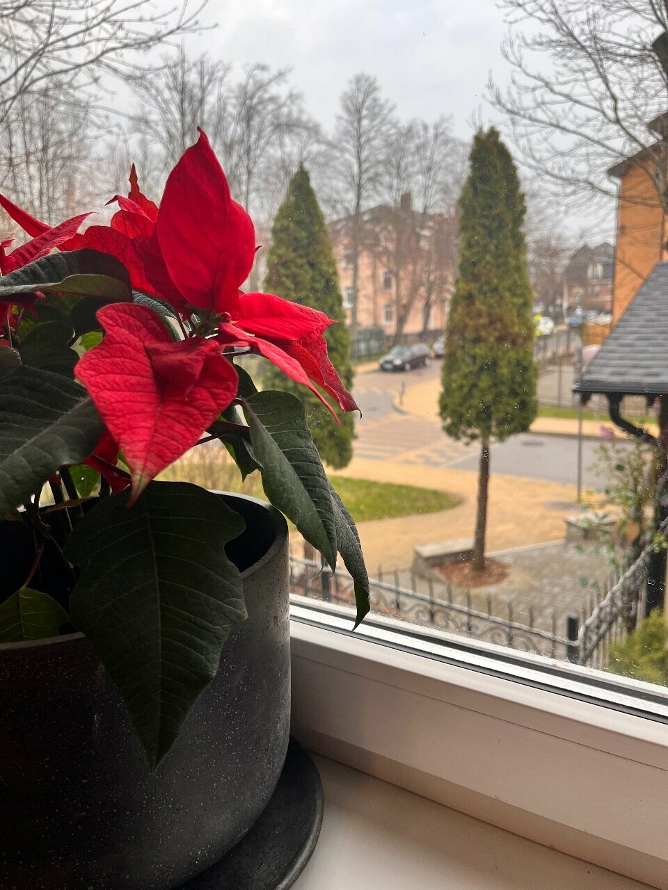 Гостевой дом Кошкин дом Зеленоградск-95