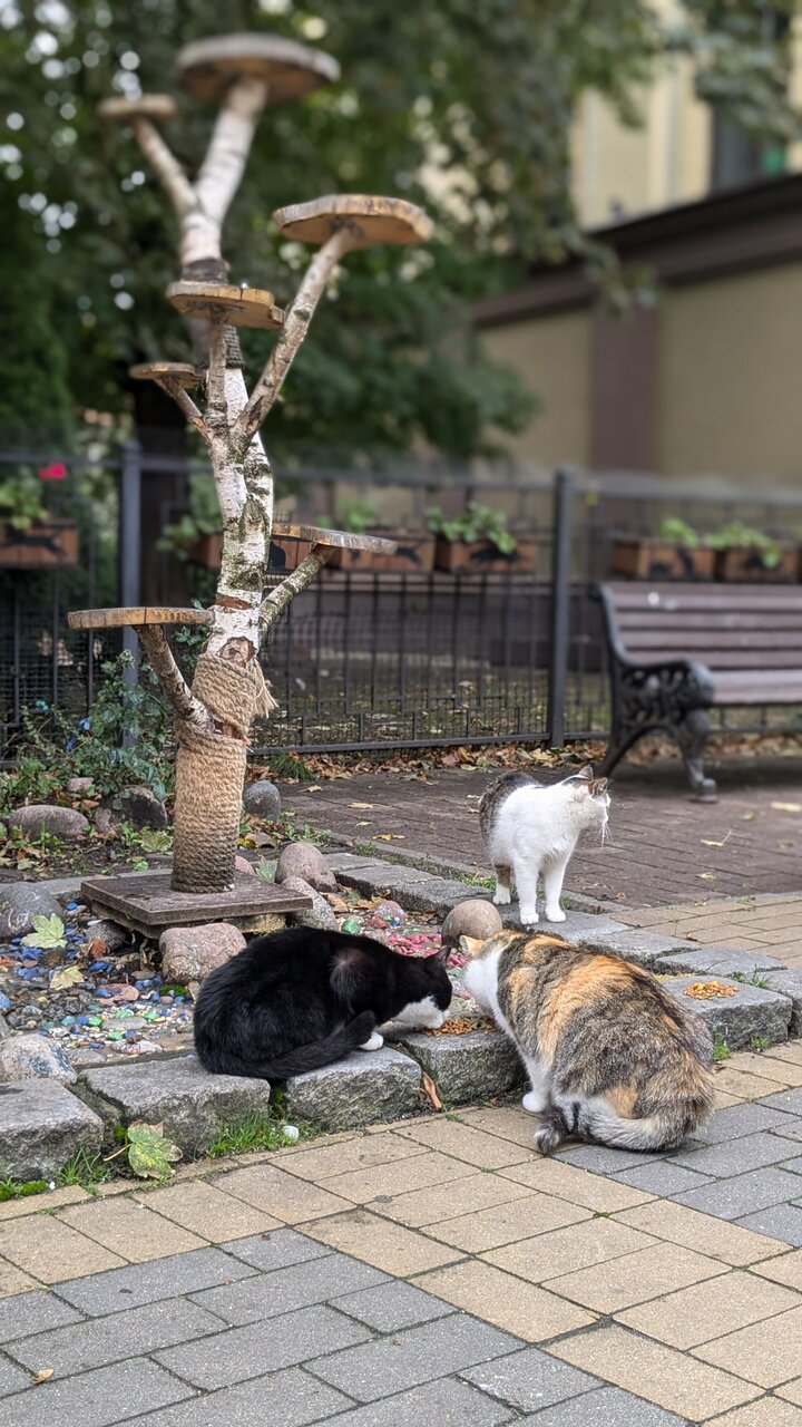 Гостевой дом Кошкин дом Зеленоградск-108