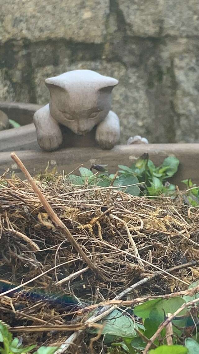 Гостевой дом Кошкин дом Зеленоградск-91