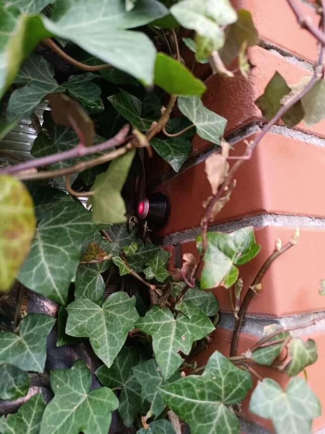 Гостевой дом Кошкин дом Зеленоградск-147