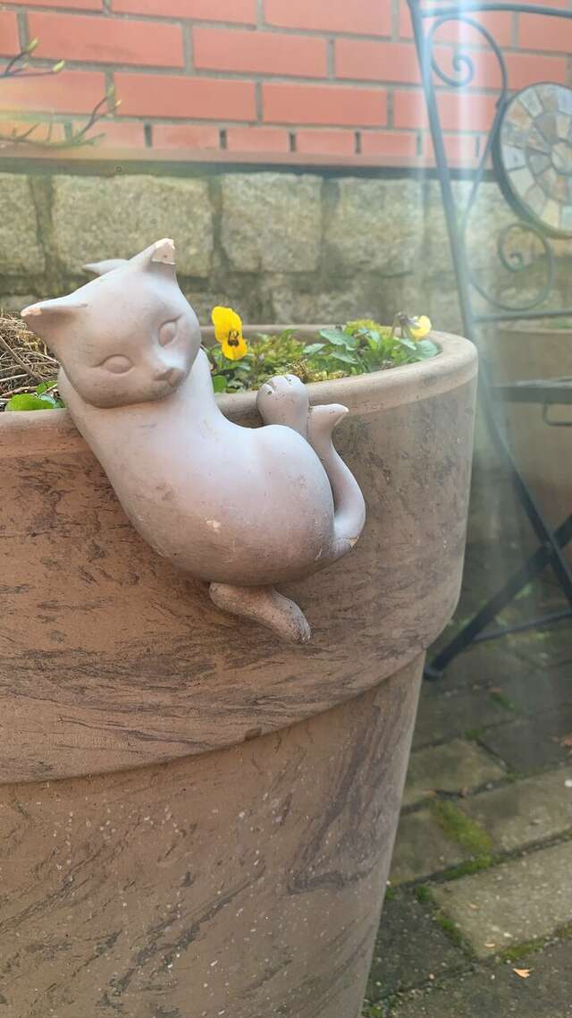 Гостевой дом Кошкин дом Зеленоградск-188